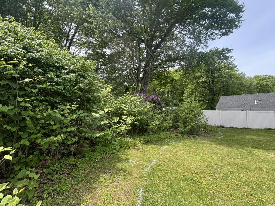 Knotweed spreading across yard — before complete removal